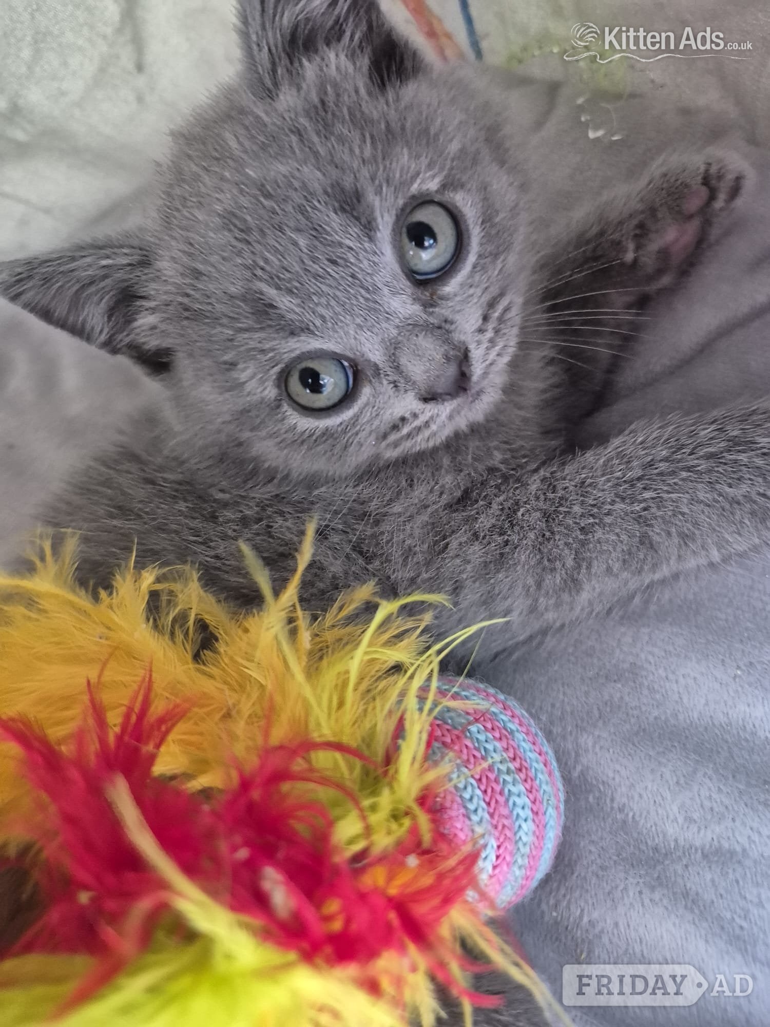 2 boys and 2 girls kittens 