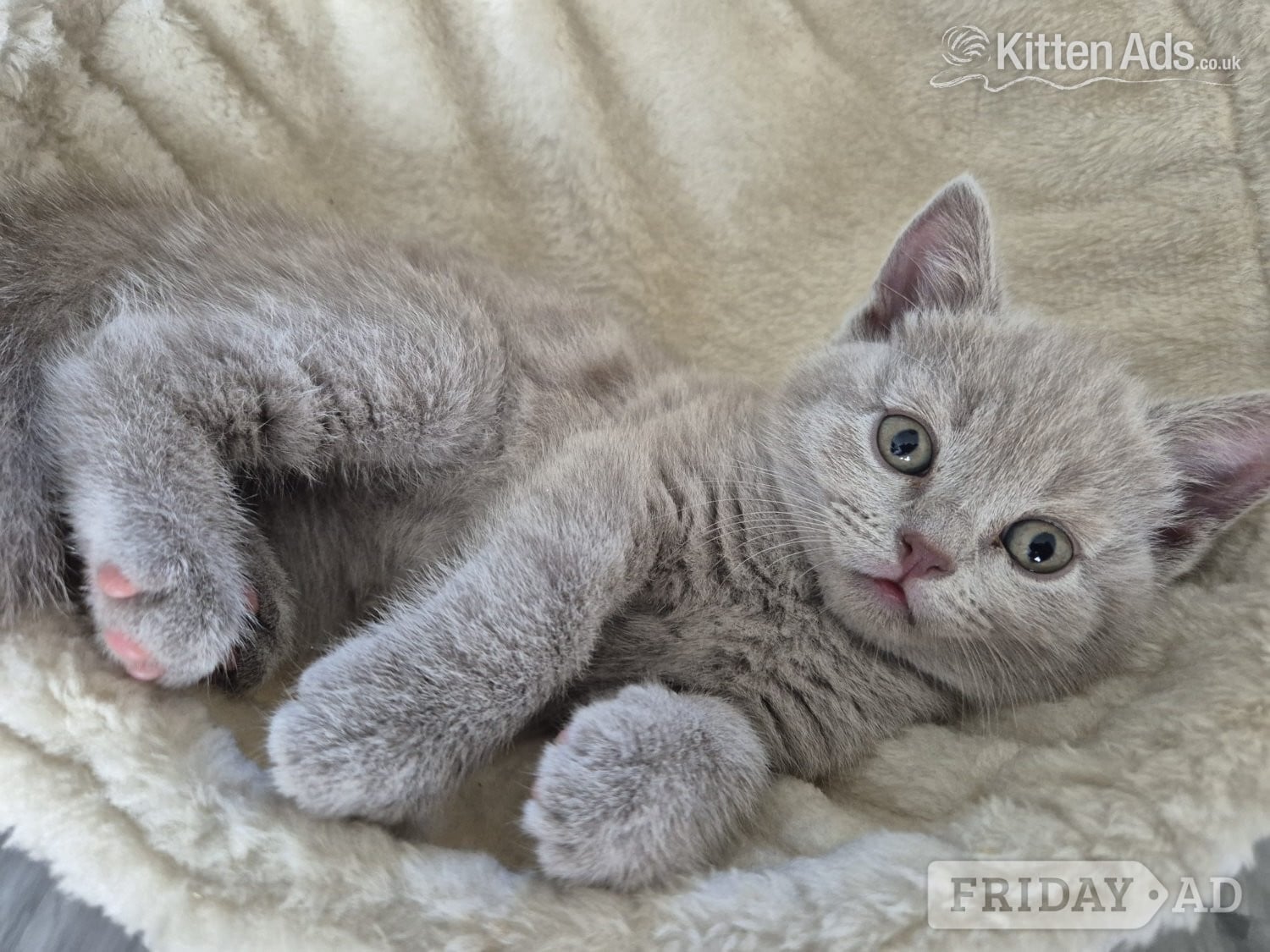 Okehampton 2 boys and 2 girls kittens 