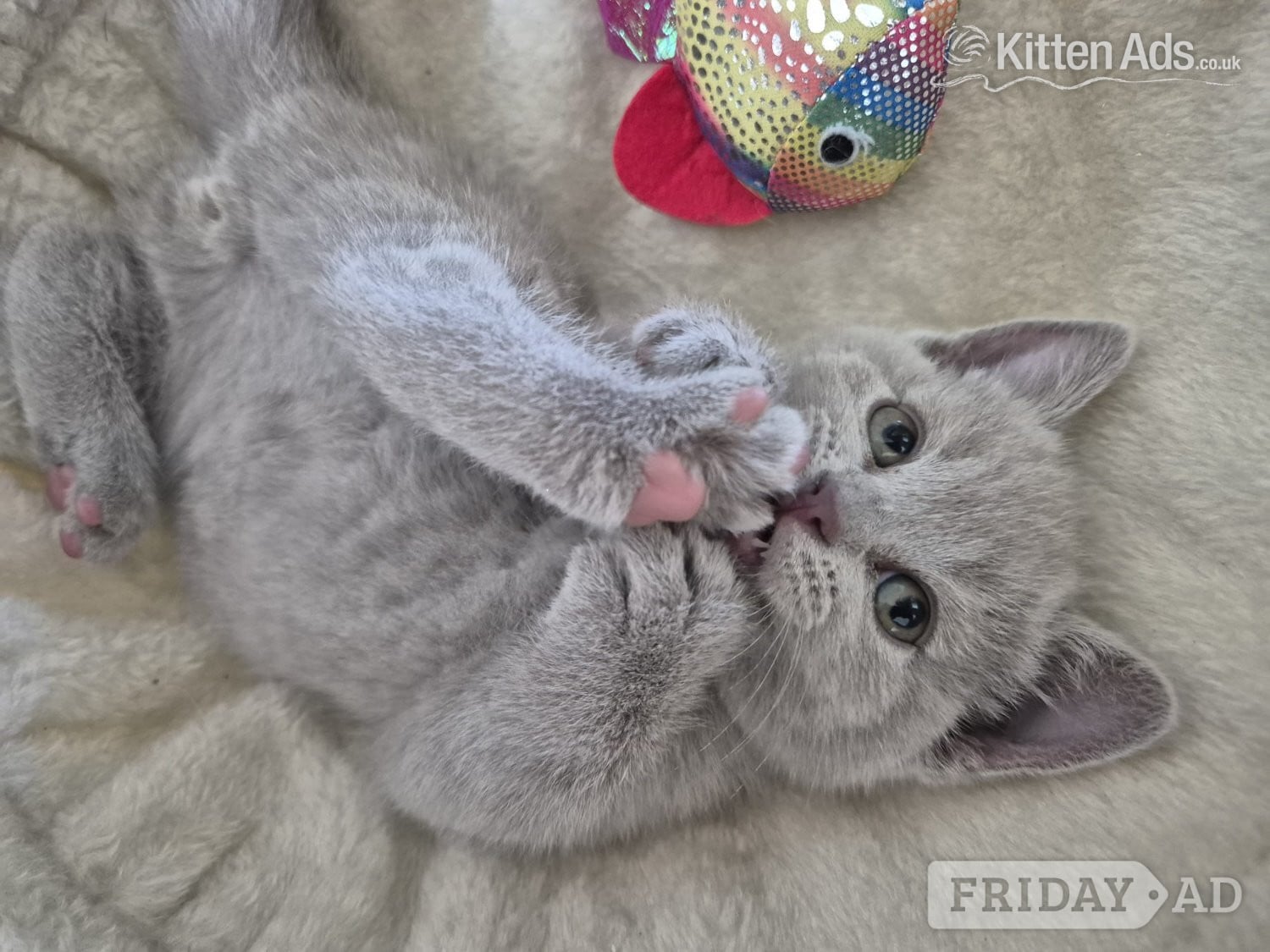 2 boys and 2 girls kittens  - Cats & Kittens in Okehampton