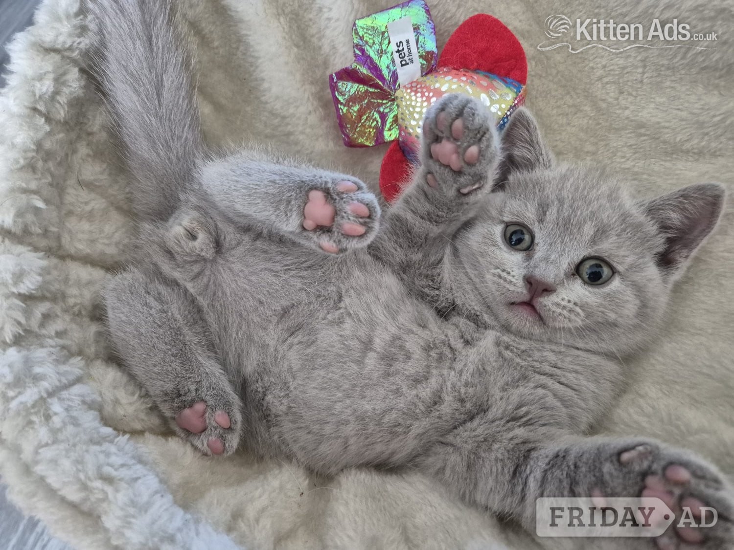 2 boys and 2 girls kittens  - Cats & Kittens