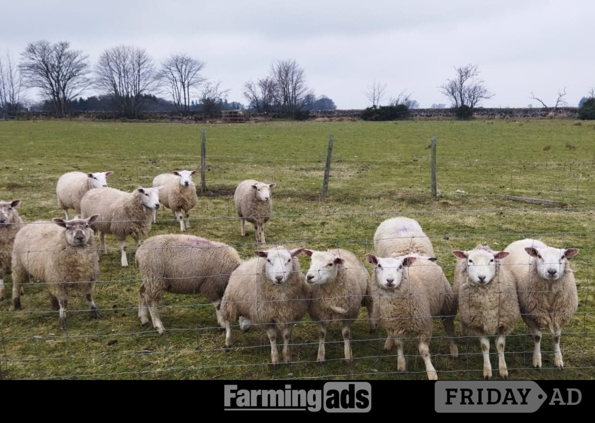 Finishing Lambs Cross Tex &amp; Charolais (20) in Peat Inn