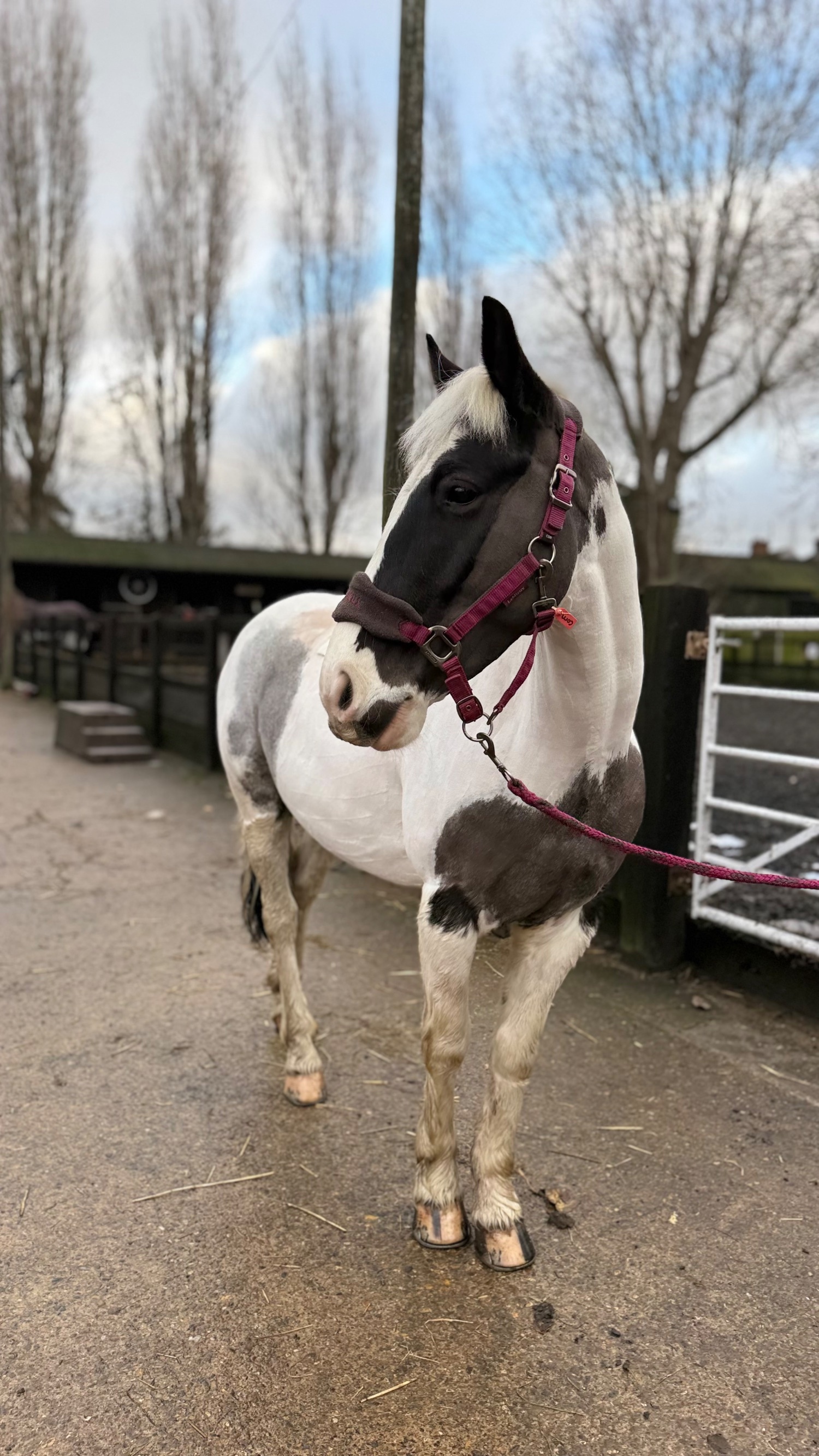 "Cornelius " Piebald Gelding All Rounder