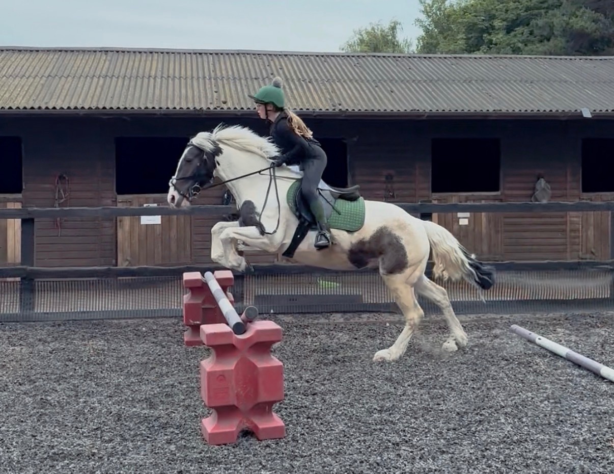 Lowestoft "Cornelius " Piebald Gelding All Rounder