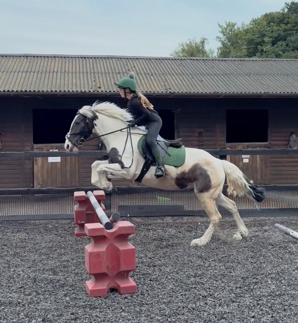 "Cornelius " Piebald Gelding All Rounder - Horses in Lowestoft