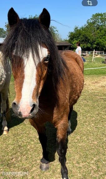 "Annie" Bay Mare All Rounder