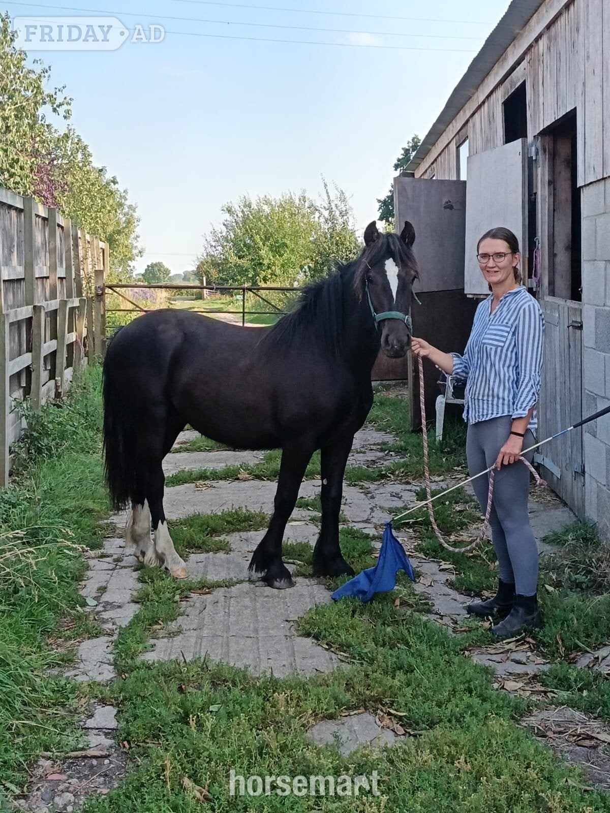 York "Ebor Nimbus " Black Gelding Youngstock / Foal