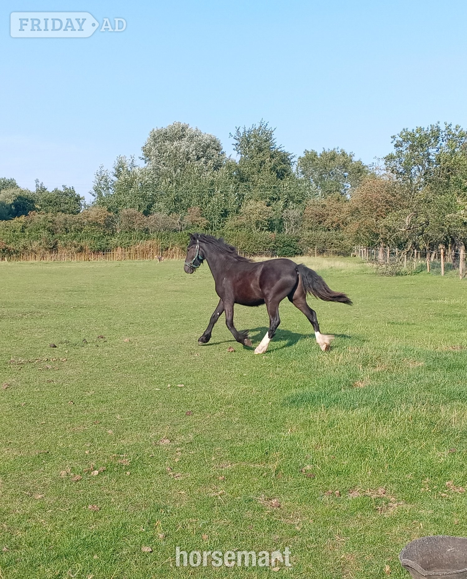 "Ebor Nimbus " Black Gelding Youngstock / Foal - Horses in York