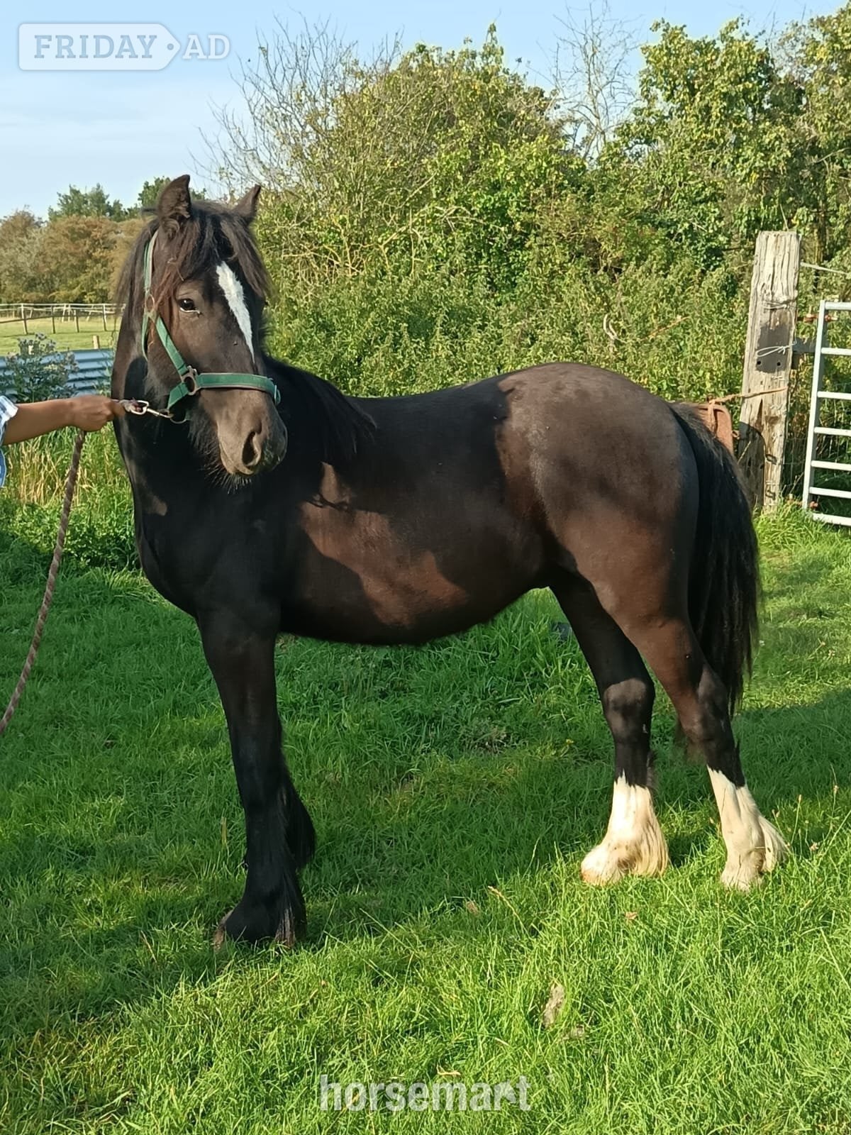 "Ebor Nimbus " Black Gelding Youngstock / Foal