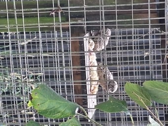 PARENT REARED LITTLE OWLS 
