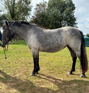 "Coreen" Grey Filly Youngstock / Foal