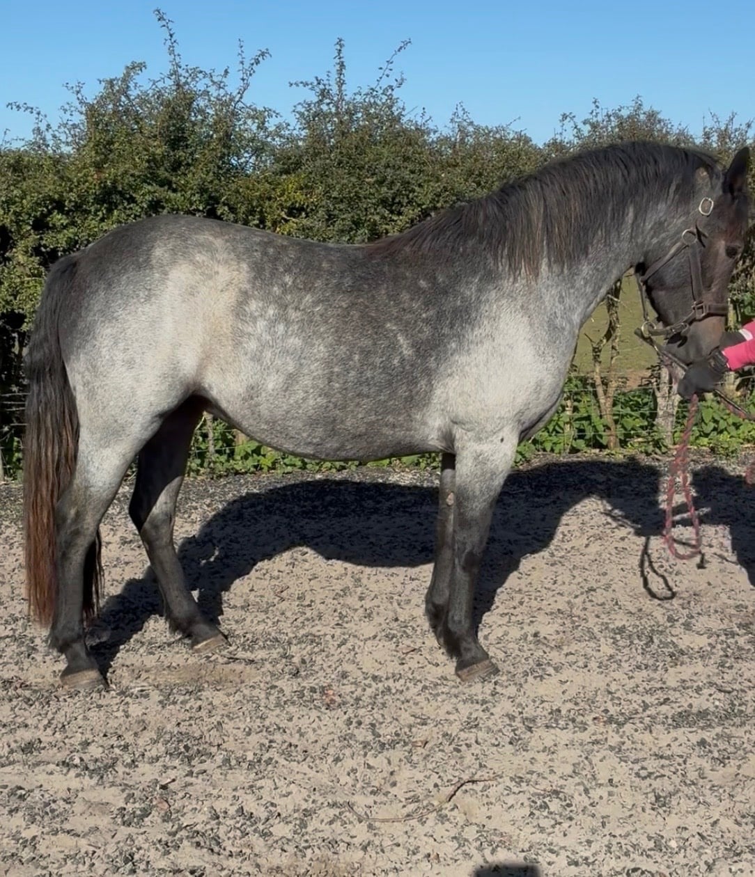 "Coreen" Grey Filly Youngstock / Foal