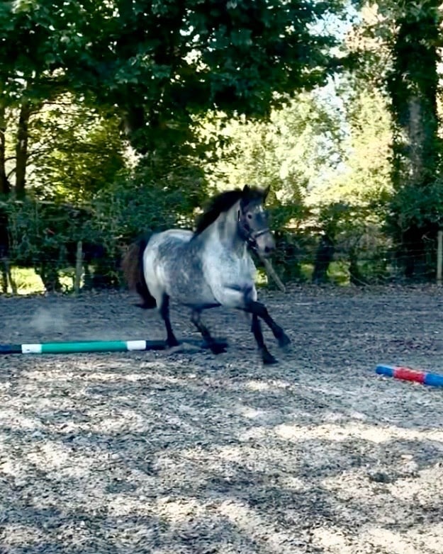Hull "Coreen" Grey Filly Youngstock / Foal