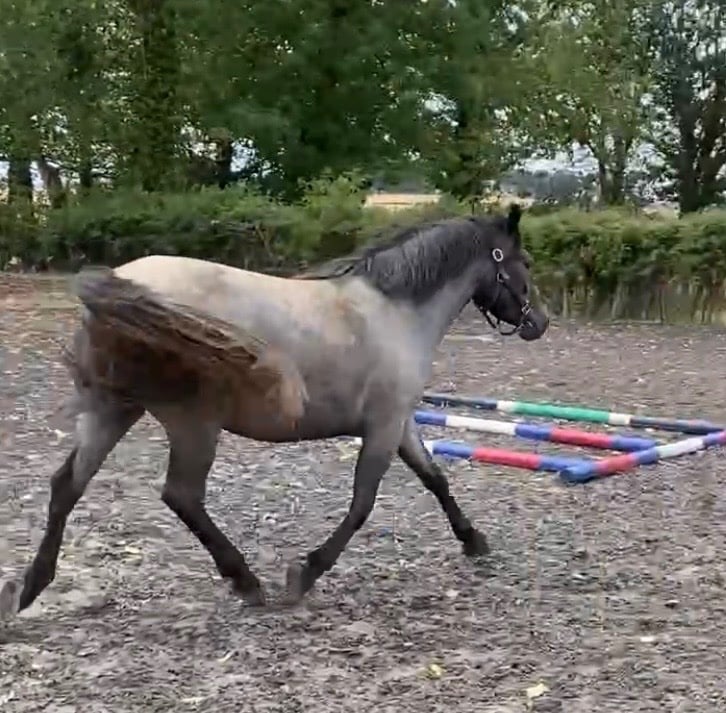 "Coreen" Grey Filly Youngstock / Foal - Horses in Hull