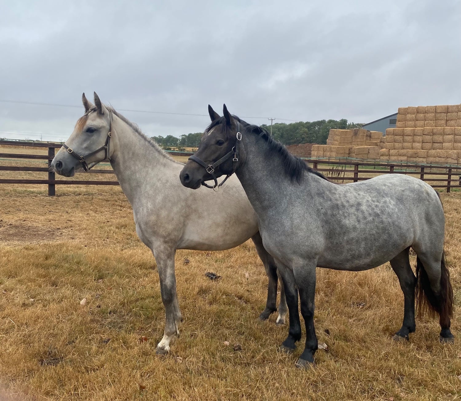 "Coreen" Grey Filly Youngstock / Foal - Horses