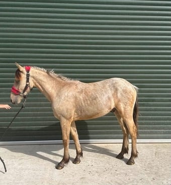 "Dennis" Blanket Spot Gelding Youngstock / Foal