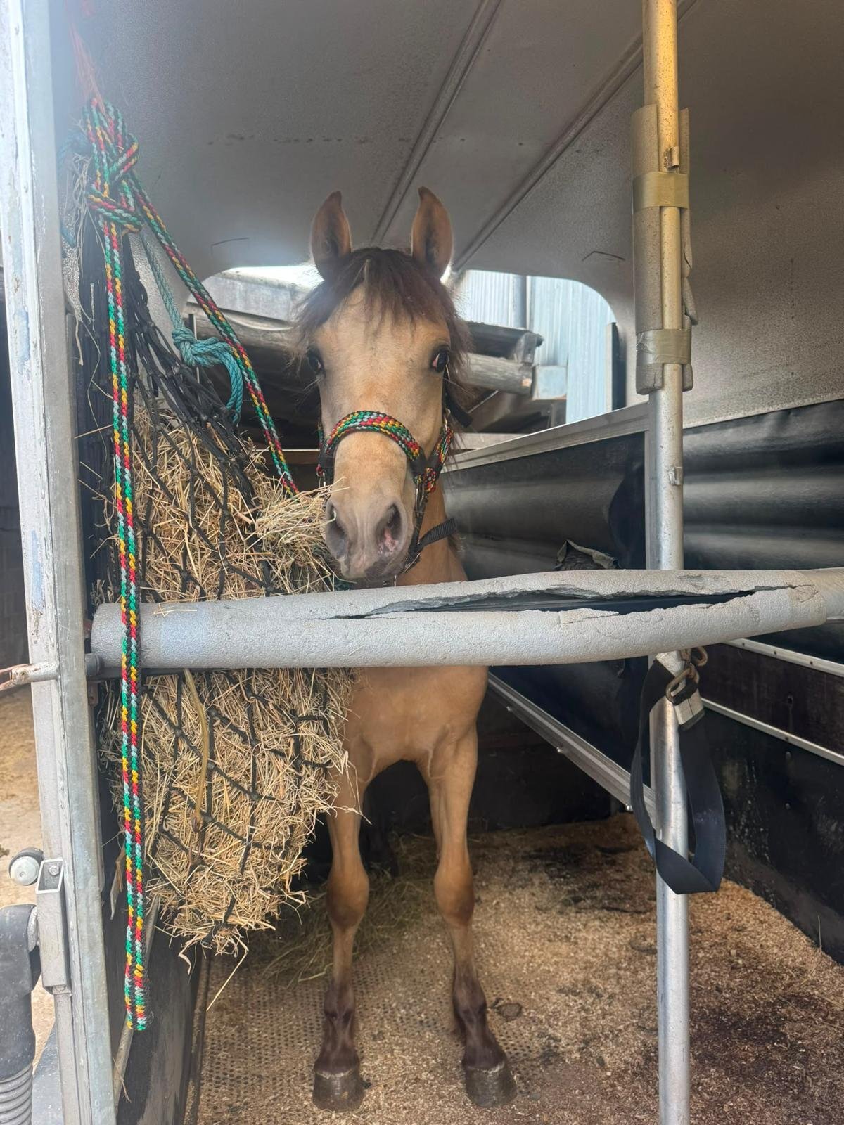 "Dennis" Blanket Spot Gelding Youngstock / Foal