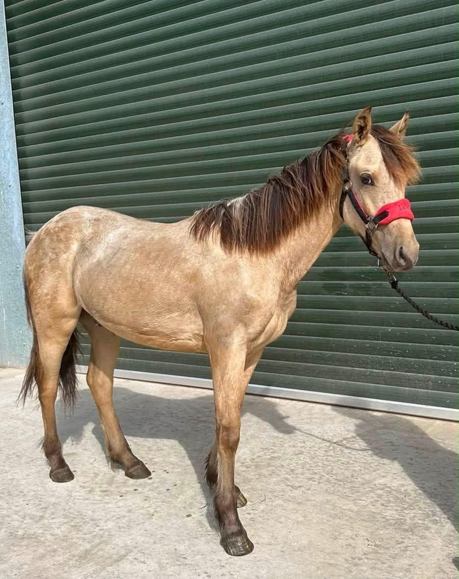 Wigan "Dennis" Blanket Spot Gelding Youngstock / Foal