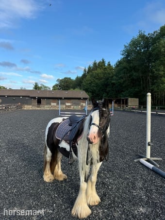 "G" Piebald Mare All Rounder
