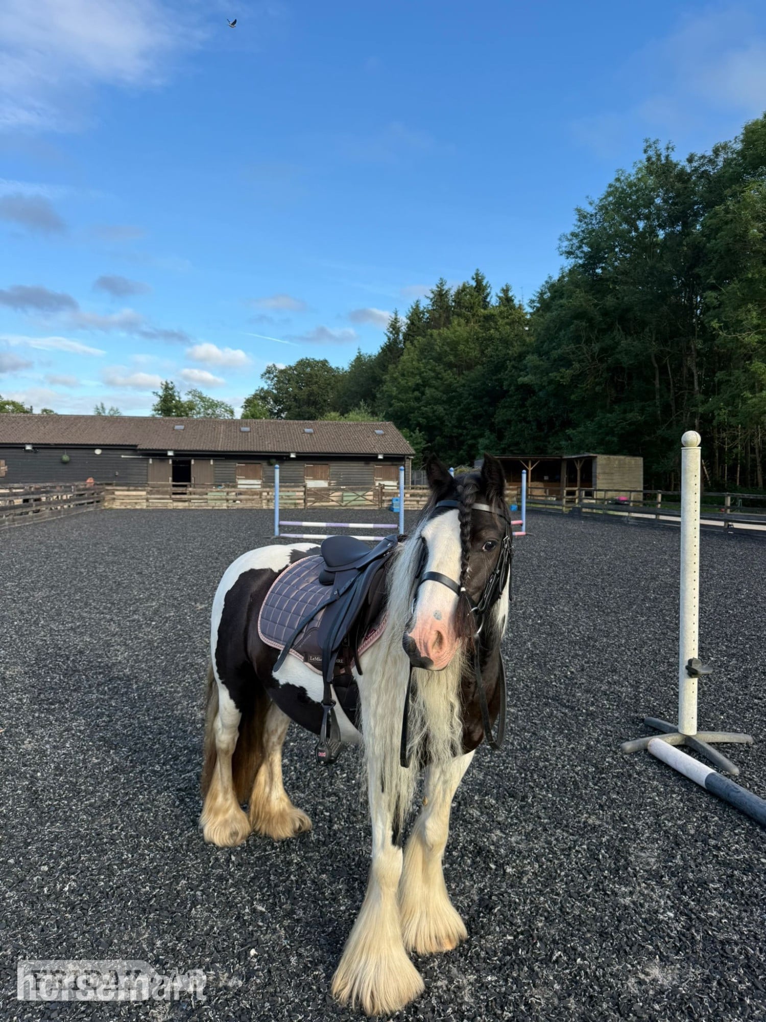 "G" Piebald Mare All Rounder in Reading