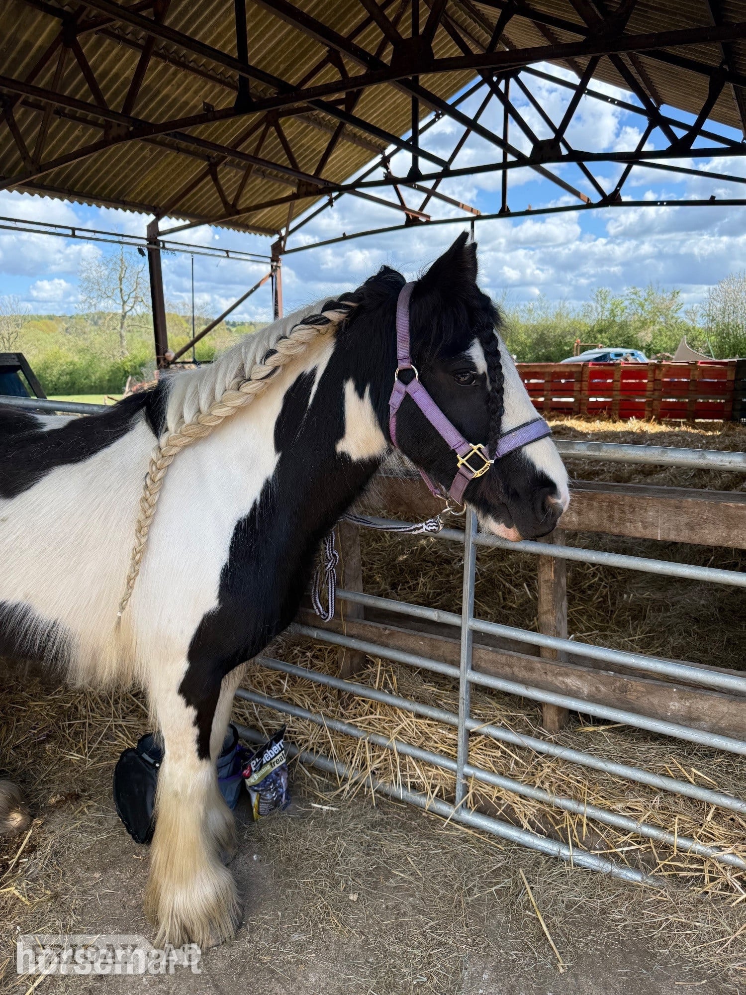 Reading "G" Piebald Mare All Rounder