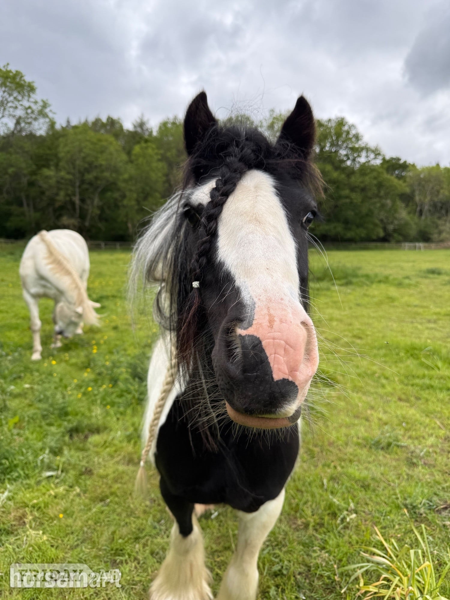 "G" Piebald Mare All Rounder