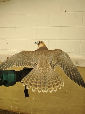 2026 Female Iranian Red Napped Shaheen  