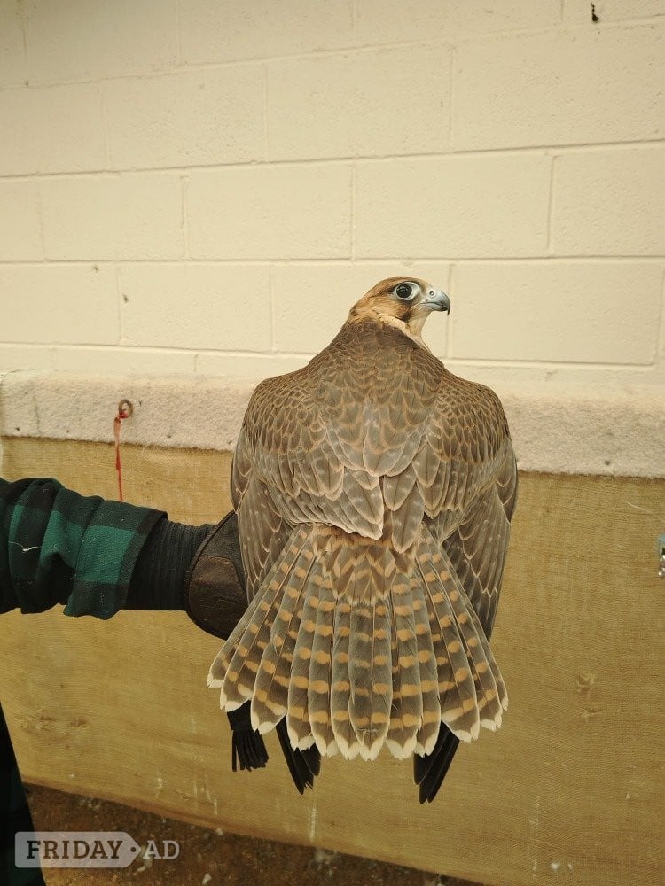 2026 Female Iranian Red Napped Shaheen  