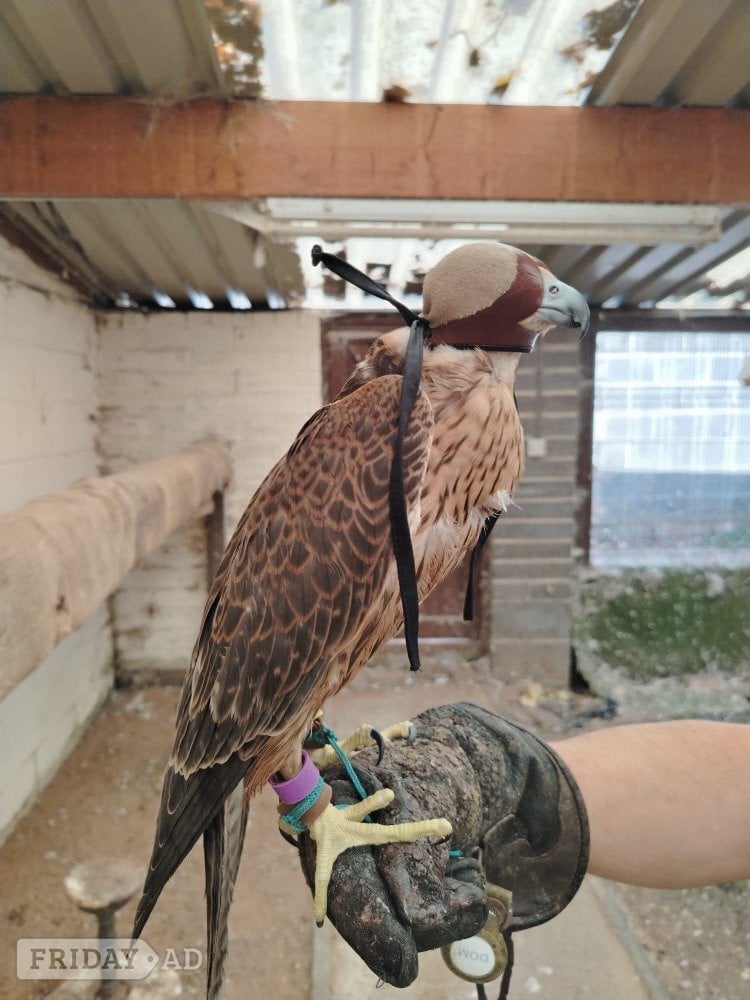 2026 Female Iranian Red Napped Shaheen   - Birds