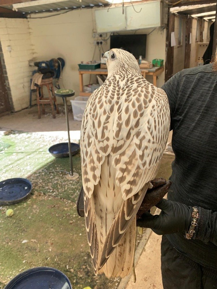 2026 Male Imprint White Male Gyr  in Tamworth