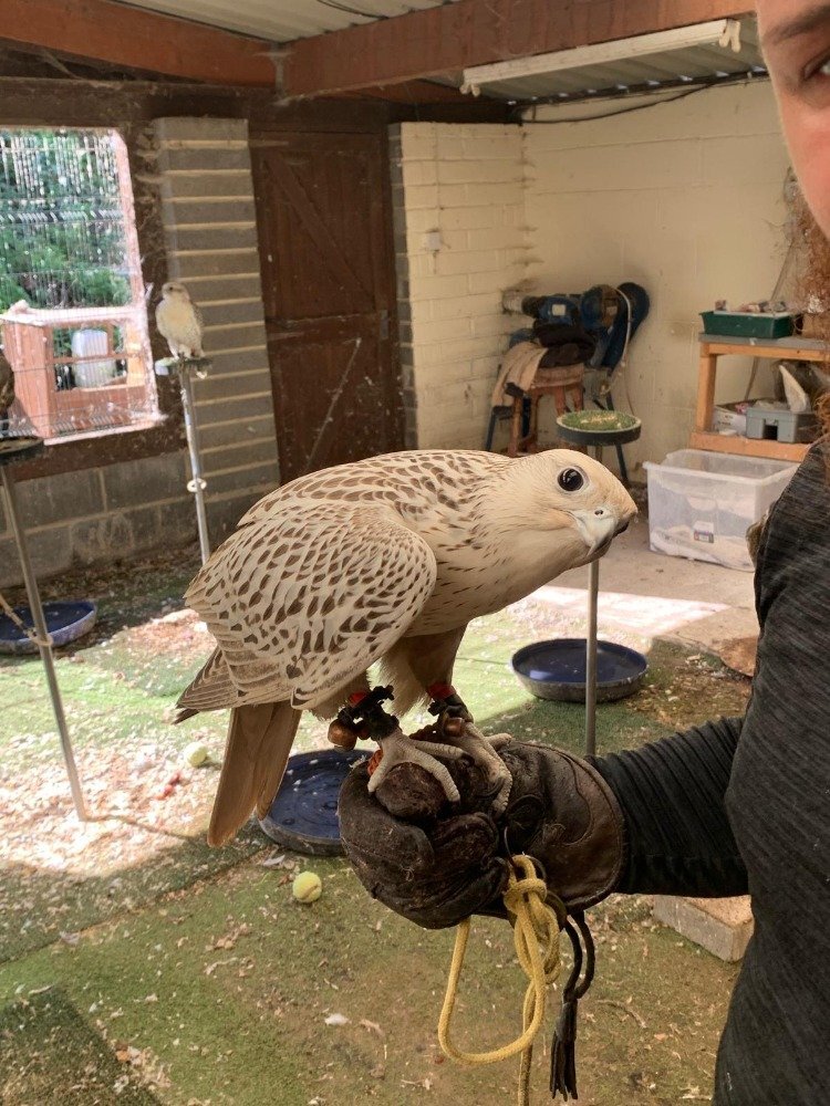2026 Male Imprint White Male Gyr 