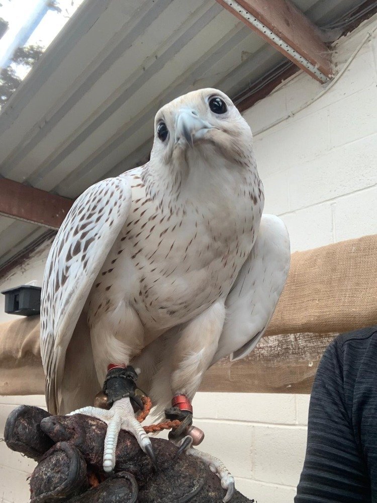 Tamworth 2026 Male Imprint White Male Gyr 