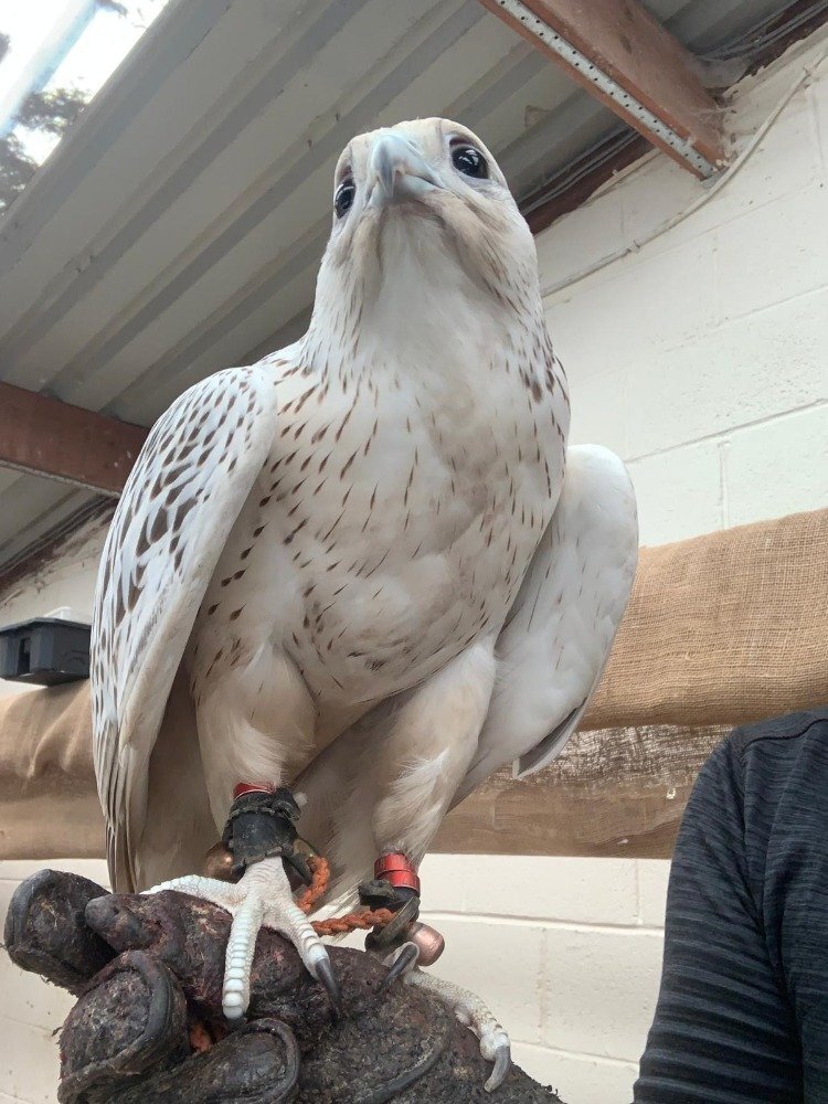 2026 Male Imprint White Male Gyr  - Birds in Tamworth