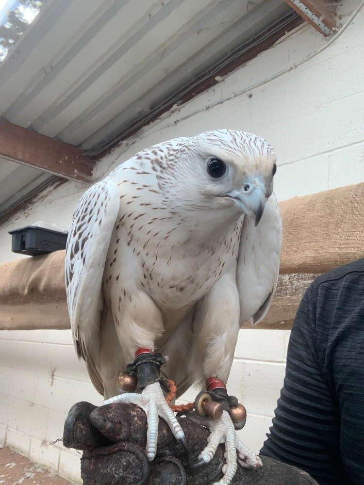 2026 Male Imprint White Male Gyr  - Birds