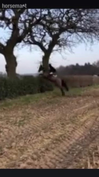 "Dollar" Bay Gelding Ex Racehorse
