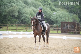 "Joker" Chestnut Gelding Driving Horse