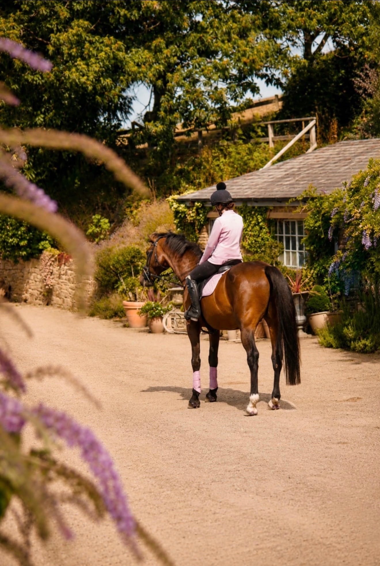 "NICOLAY H" Bay Gelding All Rounder