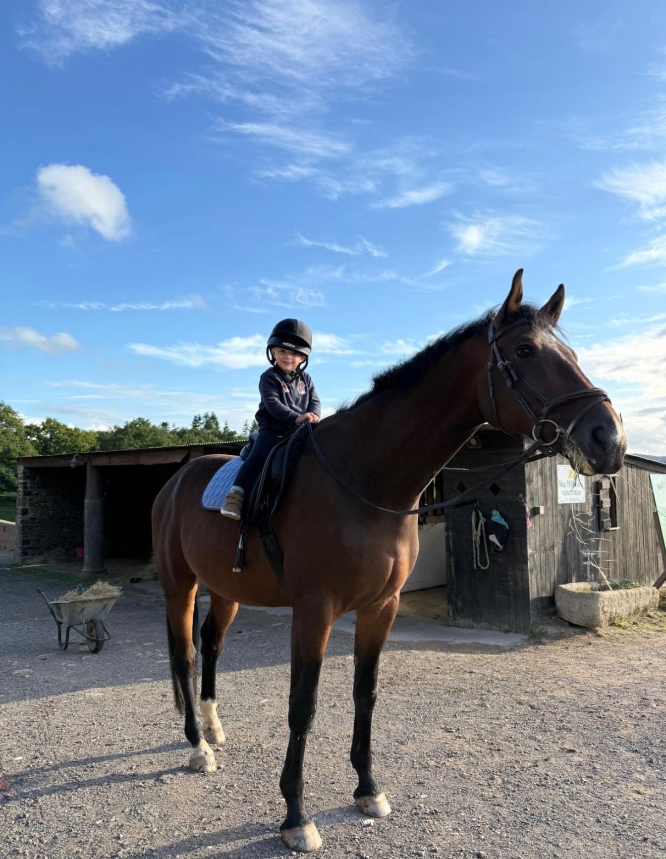 Hereford "NICOLAY H" Bay Gelding All Rounder