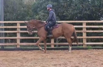 "PADDY" Chestnut Gelding All Rounder