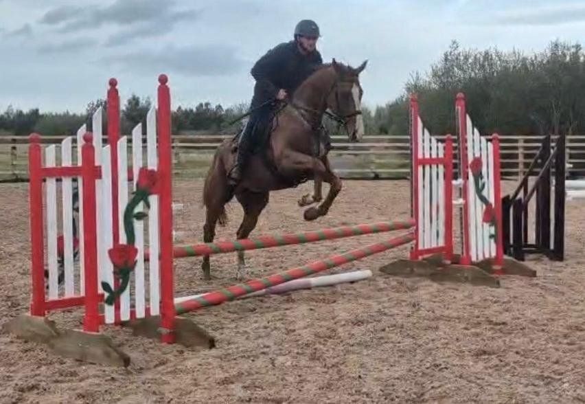 "PADDY" Chestnut Gelding All Rounder