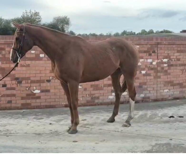 Wigan "PADDY" Chestnut Gelding All Rounder