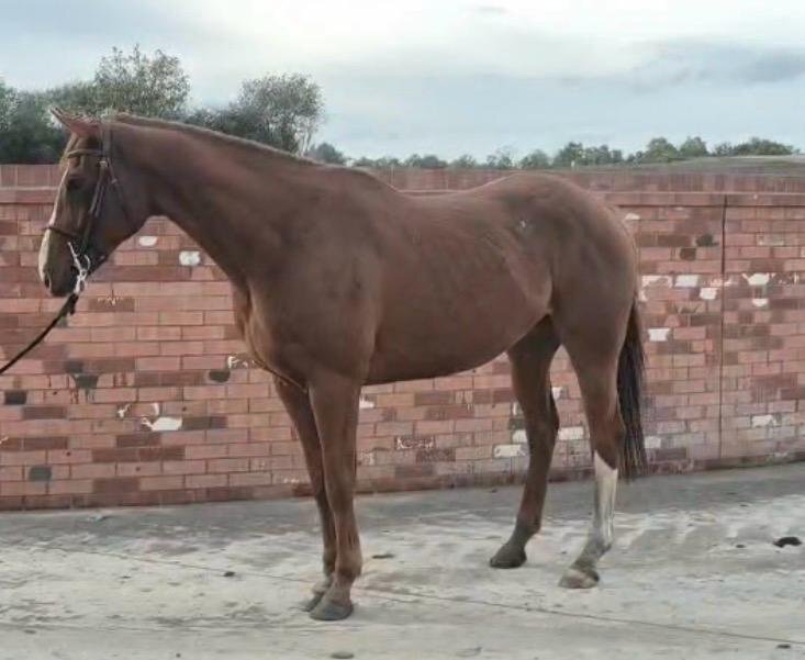 "PADDY" Chestnut Gelding All Rounder - Horses in Wigan
