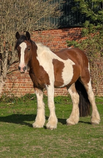 "Calvin" Skewbald Gelding Cob/Heavy Horse