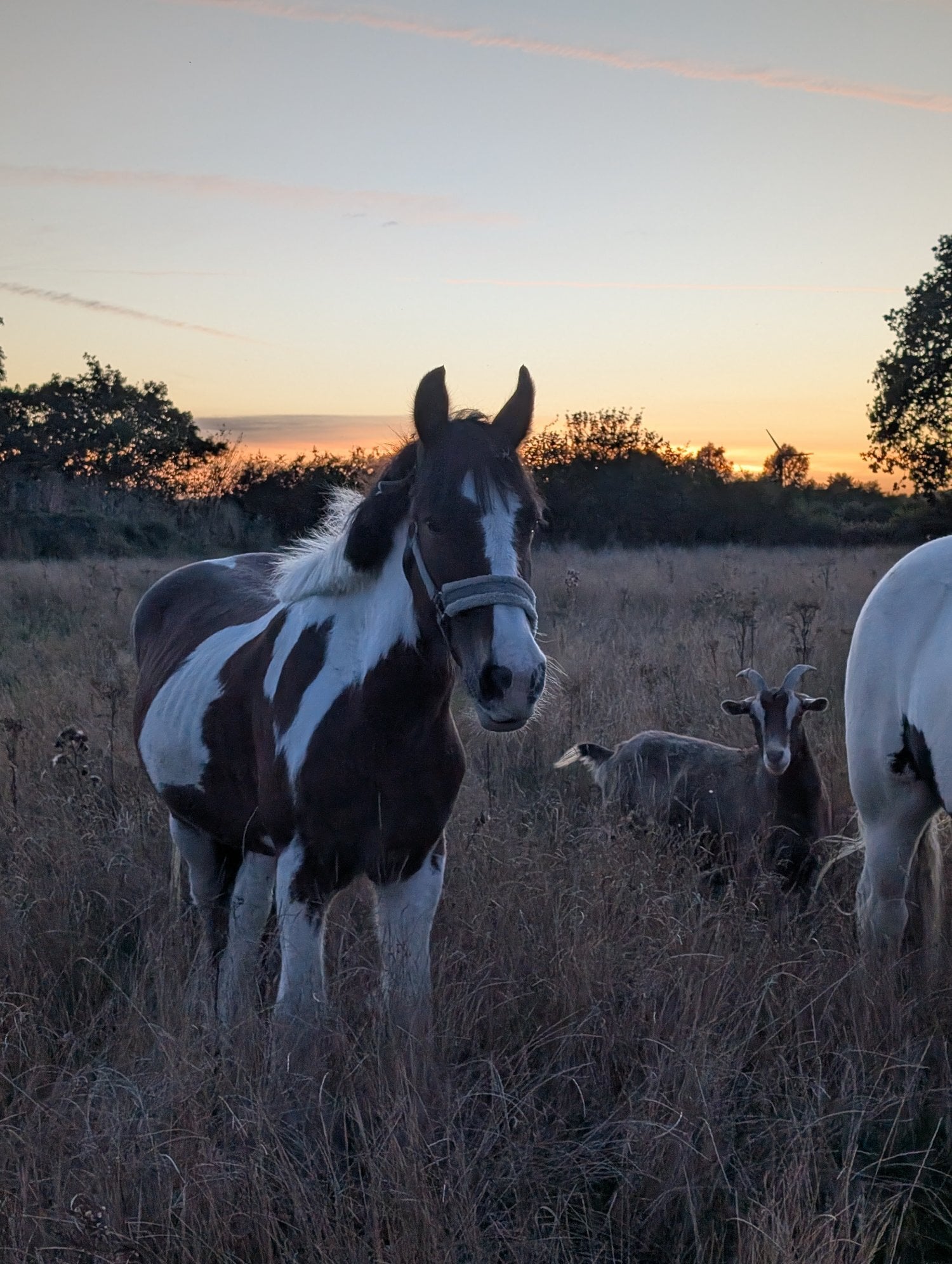 "Calvin" Skewbald Gelding Cob/Heavy Horse