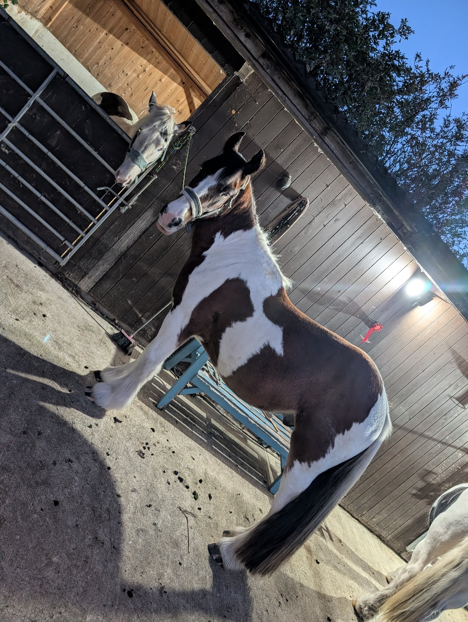 Pontefract "Calvin" Skewbald Gelding Cob/Heavy Horse