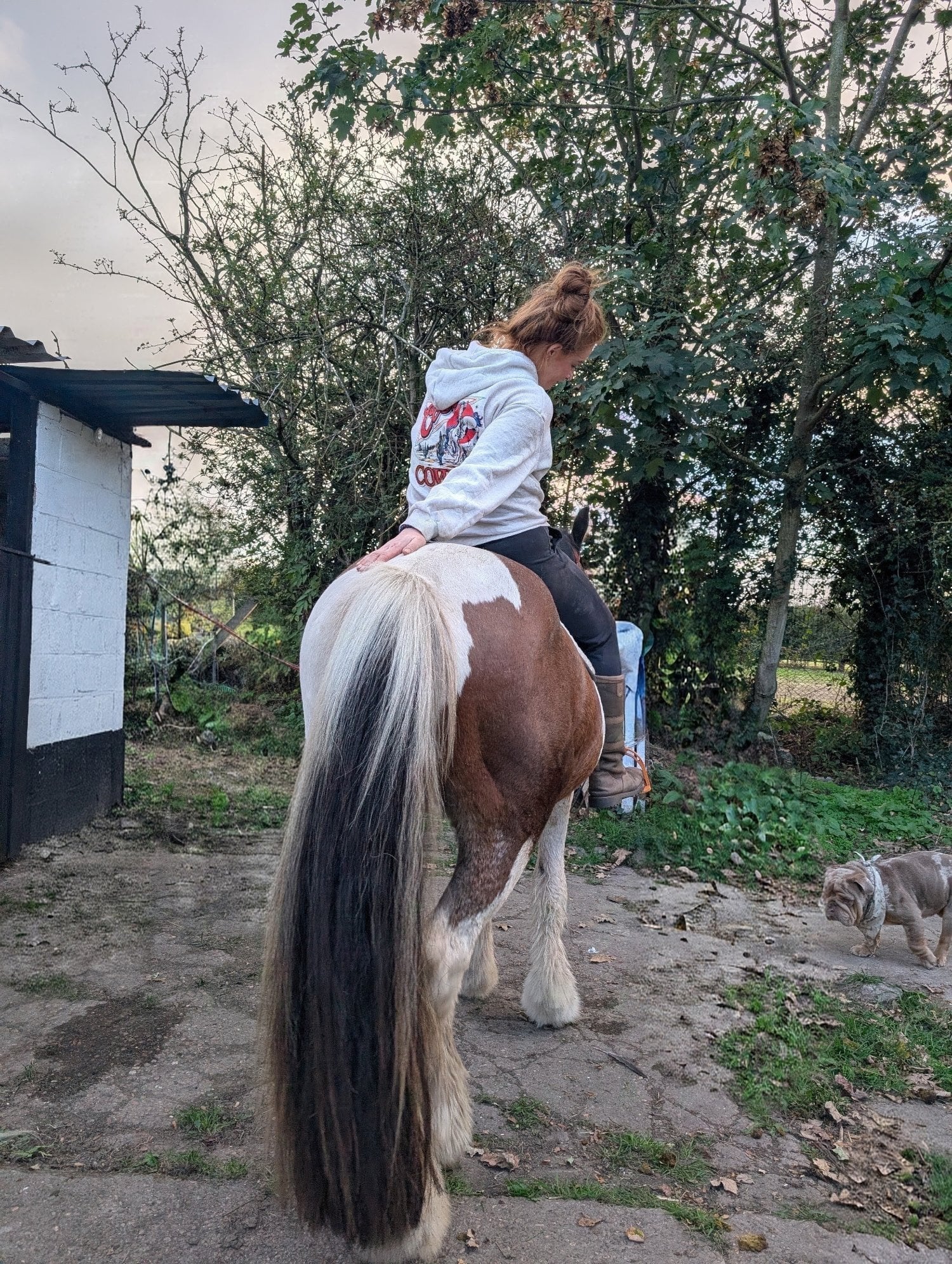 "Calvin" Skewbald Gelding Cob/Heavy Horse - Horses