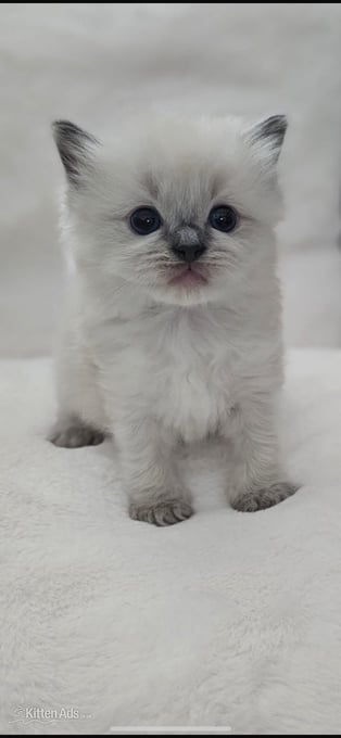 White and blue point