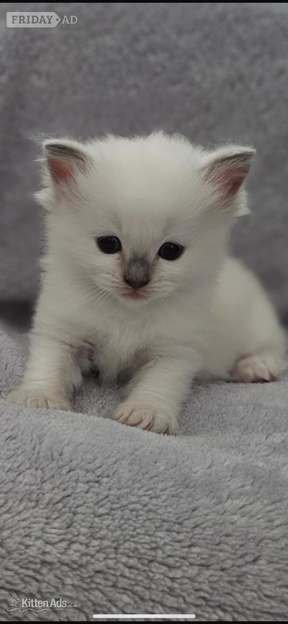 White and blue point