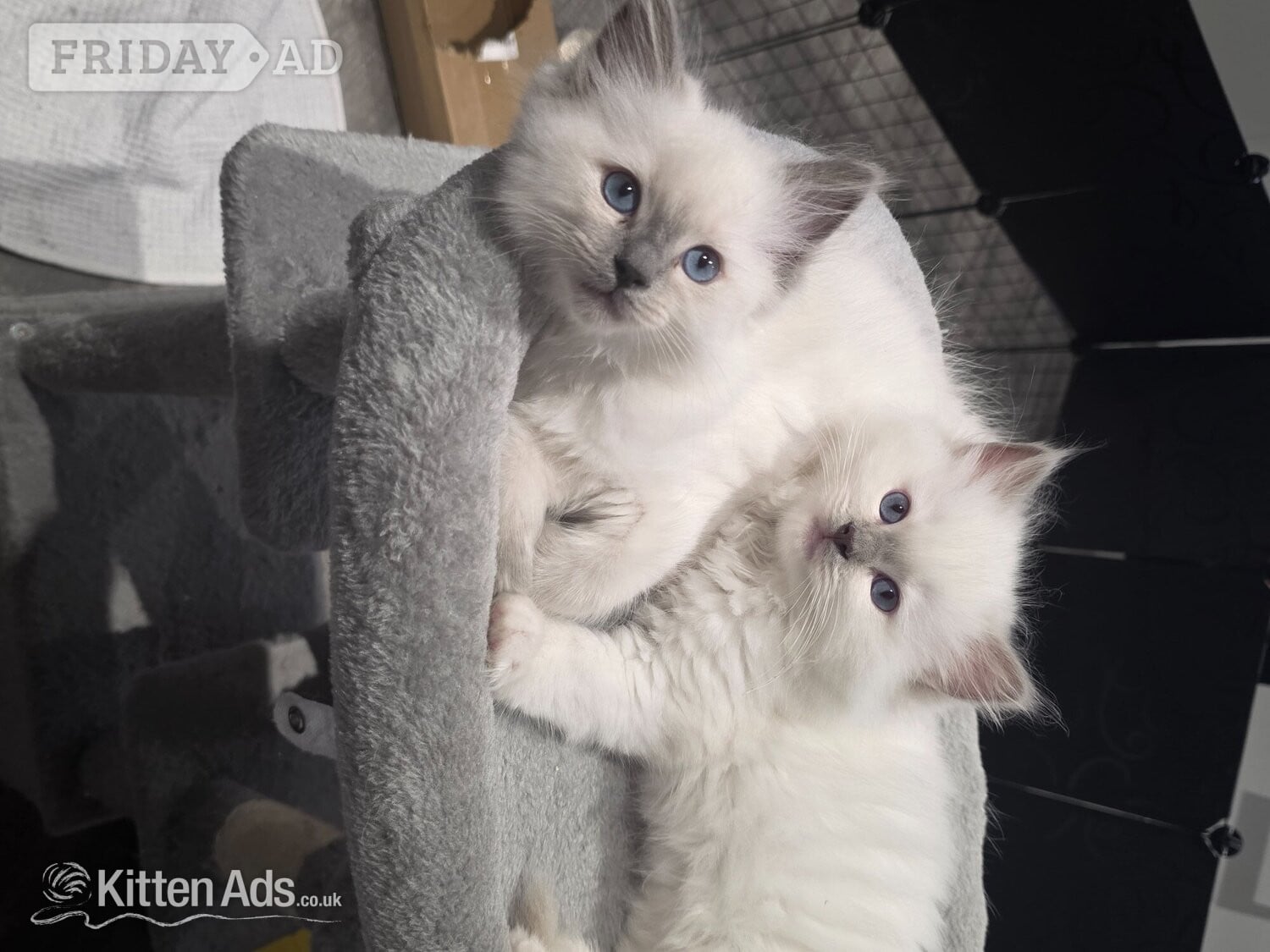 White and blue point - Cats & Kittens in Preston