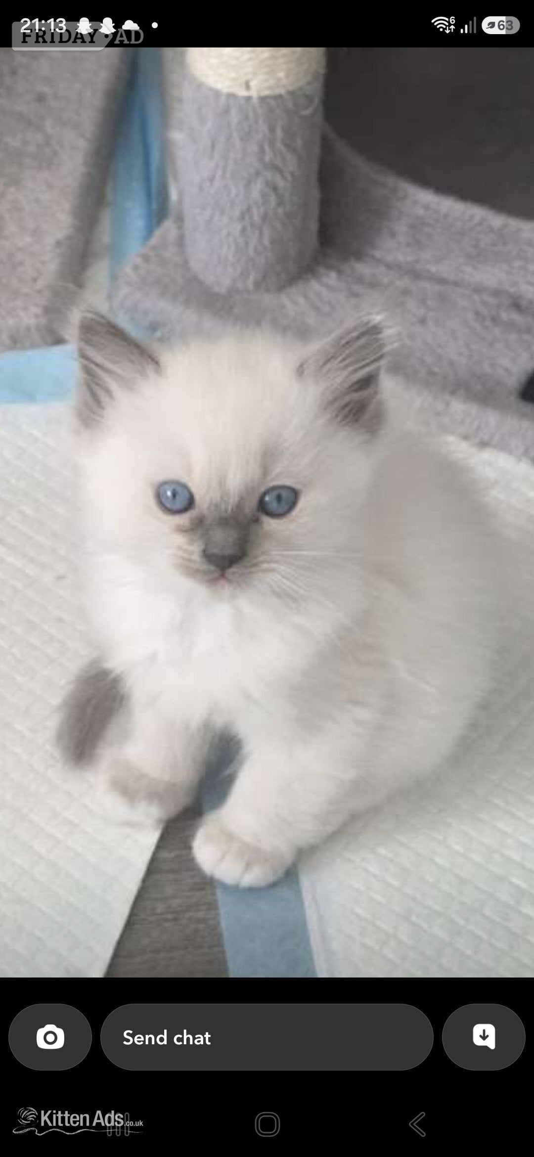 White and blue point - Cats & Kittens