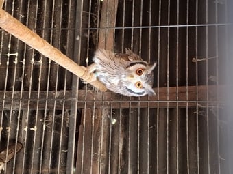 WHITE FACED SCOPS FOR SALE